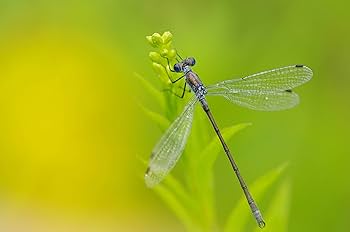 Amazon.com : smc PENTAX-D FA MACRO 100mm F2.8 WR Telephoto Macro