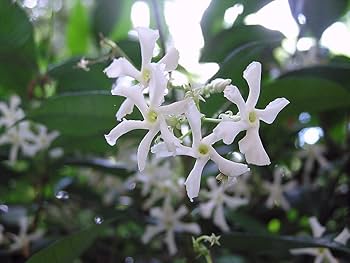 Amazon.com : Southern Jasmine Vine - Trachelospermum jasminoides