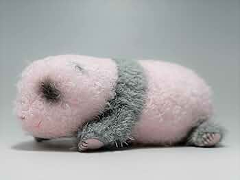 Amazon.co.jp: 上野動物園 赤ちゃんパンダぬいぐるみ シャオシャオ