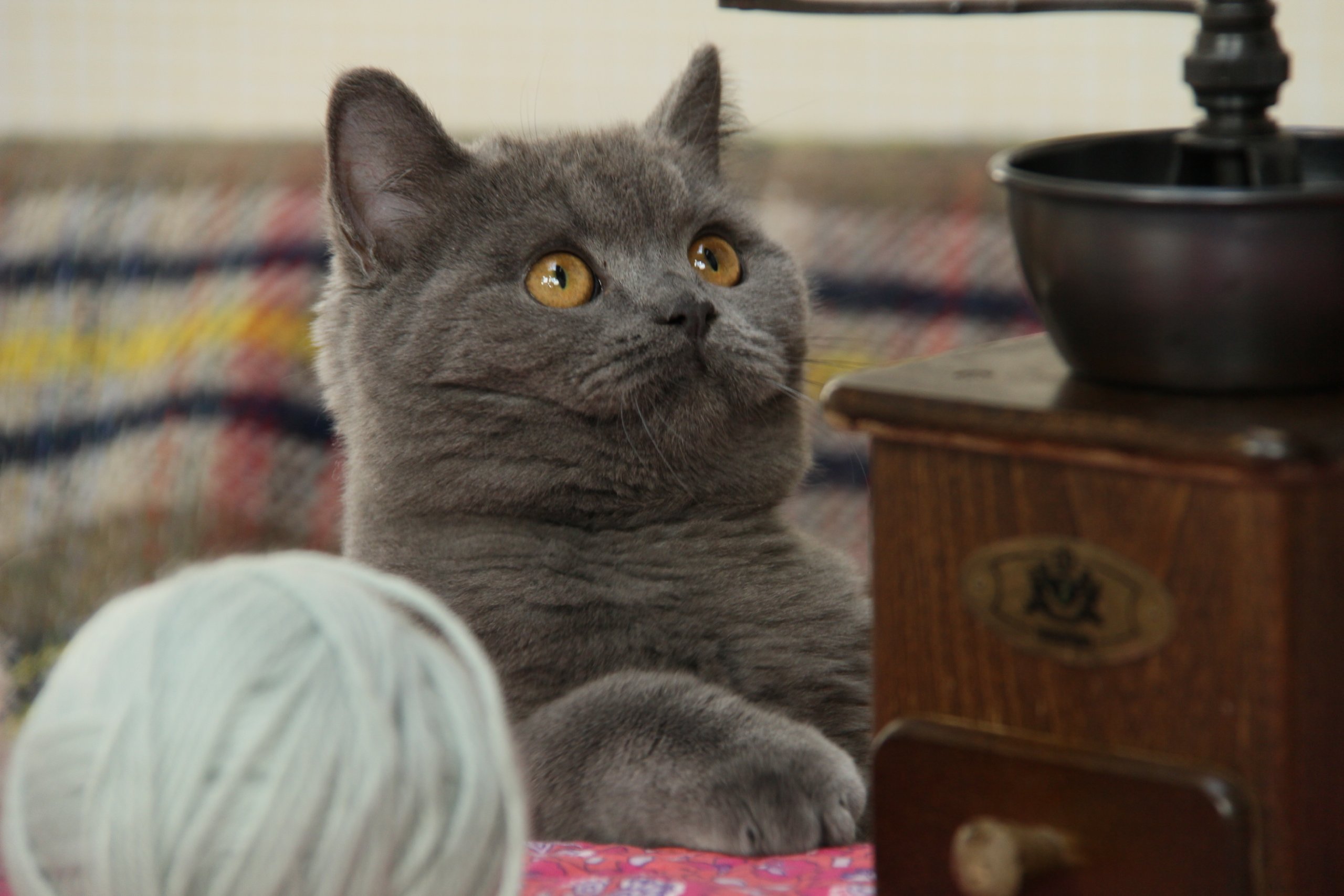 Amazon.co.jp: Canon 望遠ズームレンズ EF-S18-200mm F3.5-5.6 IS APS