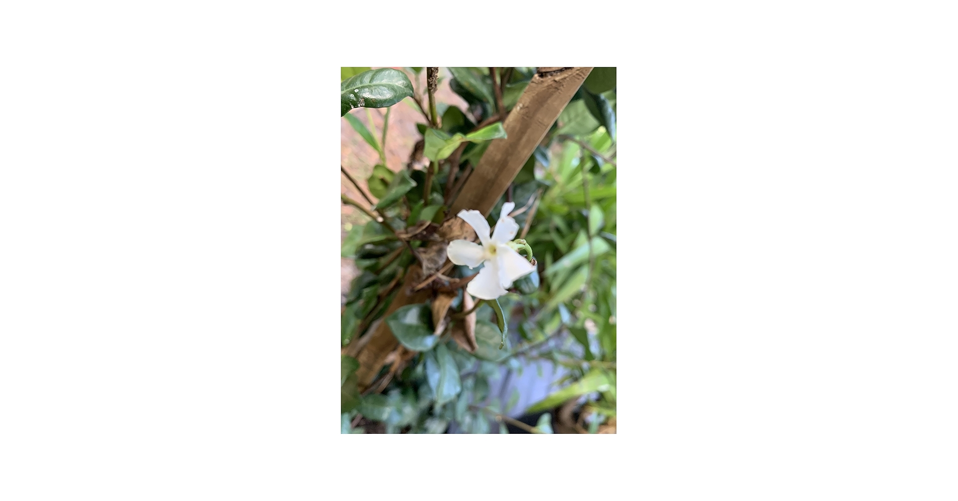 Amazon.com : Star Jasmine Live Plant, Good Smelling : Patio, Lawn