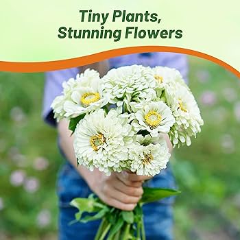 81txZLYNseL._AC_UF350,