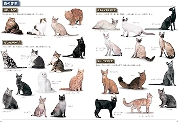 新しい猫の教科書 | 高野 八重子, シャナン |本 | 通販 | Amazon