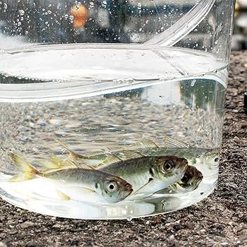 Amazon.co.jp: プロックス(Prox) 座れる超スケスケバケツ 9L(蓋付