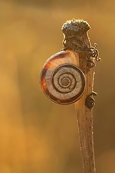 Amazon.co.jp: TAMRON 単焦点マクロレンズ SP 90mm F2.8 Di MACRO 1:1