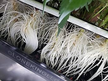 Amazon.com: CLONE KING 36 Site Aeroponic Cloning Machine. Expect