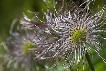 Amazon.co.jp: TAMRON 高倍率ズームレンズ 18-270mm F3.5-6.3 DiII VC