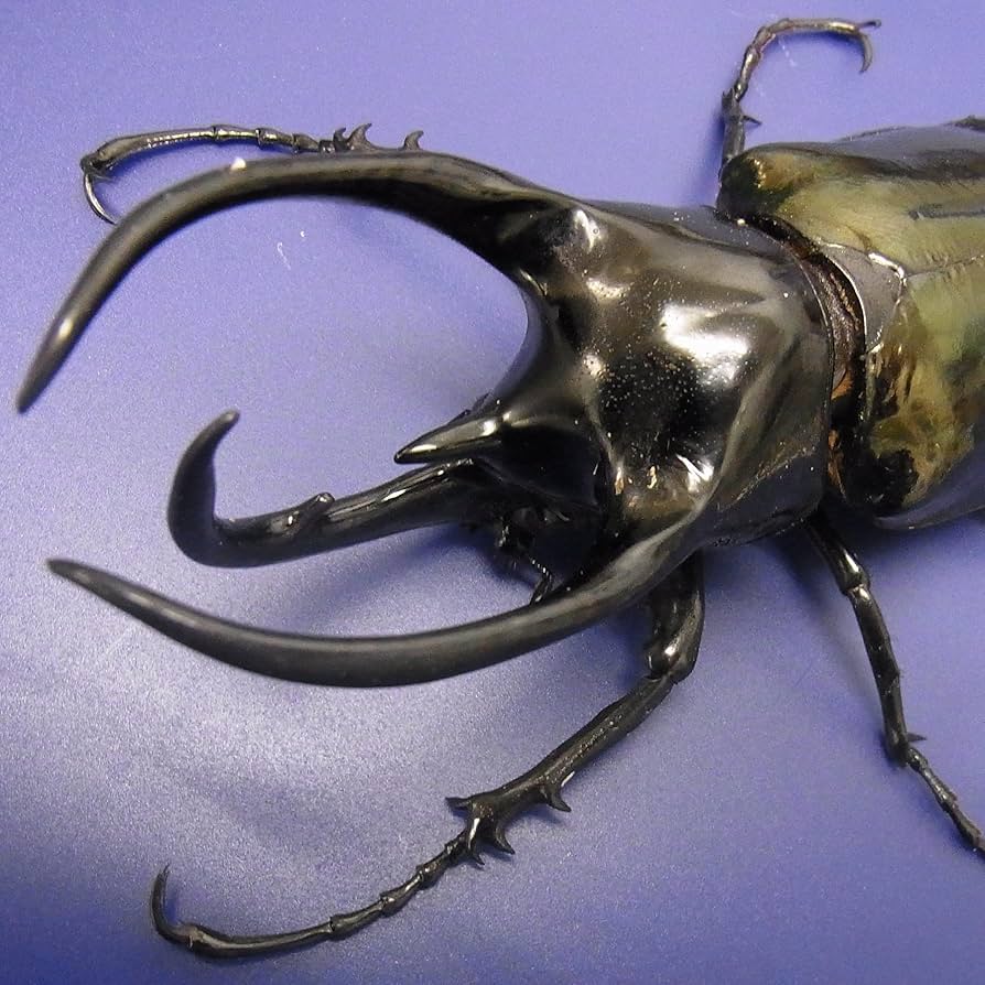 Amazon | [BIG HORN]コーカサスオオカブト初2令幼虫 1匹価格 スマトラ