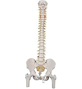 Amazon | 足の骨格模型，各骨は伸縮コードで連結 - 足の骨モデル，脛骨