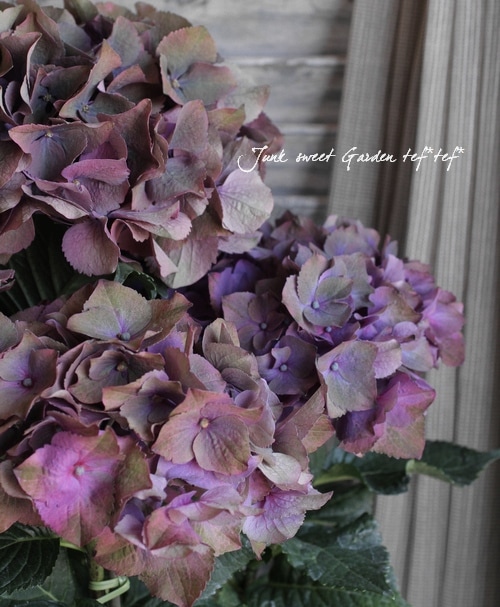 紫陽花 塩原園芸さんの<BR>『秋色紫陽花・ボルドー色』 | すべての商品