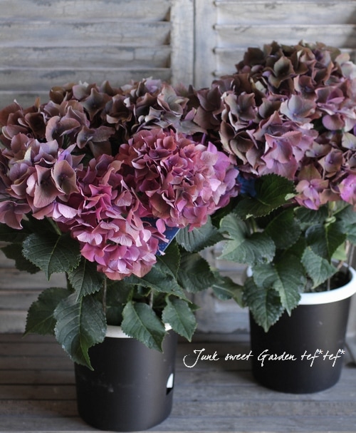 紫陽花 塩原園芸さんの<BR>『秋色紫陽花・ボルドー色』 | すべての商品