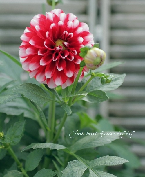 stina スティナ 新品未開封 ダリア Dahlia stina / type zero butterfly / Dahlia imperialis purple pink