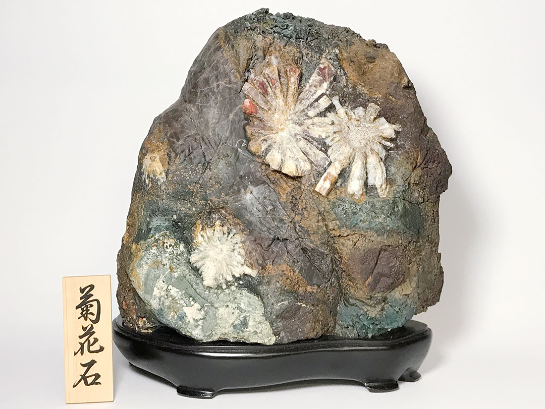 岐阜県根尾谷産 菊花石 (木製台座付き)