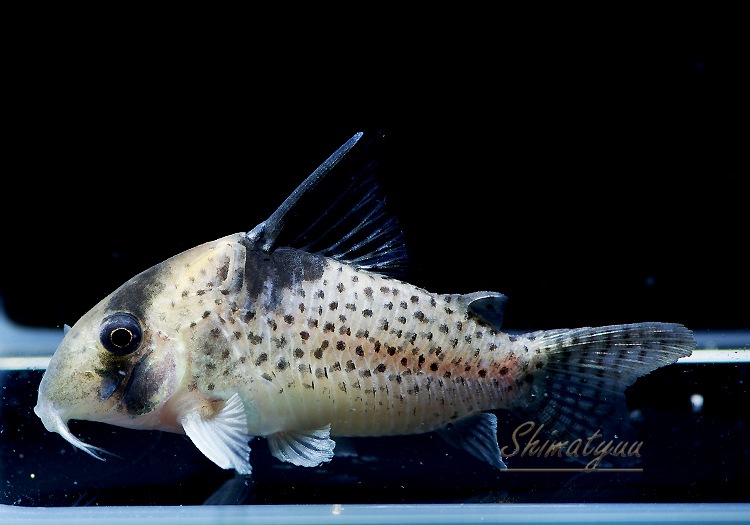 1_000000006447.jpg?1678209904