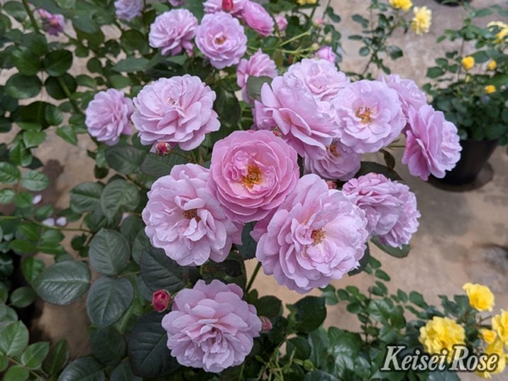 NEW】バラ大苗 あいの風 4.5号ロングポット 京成バラ園芸｜花木04-PA