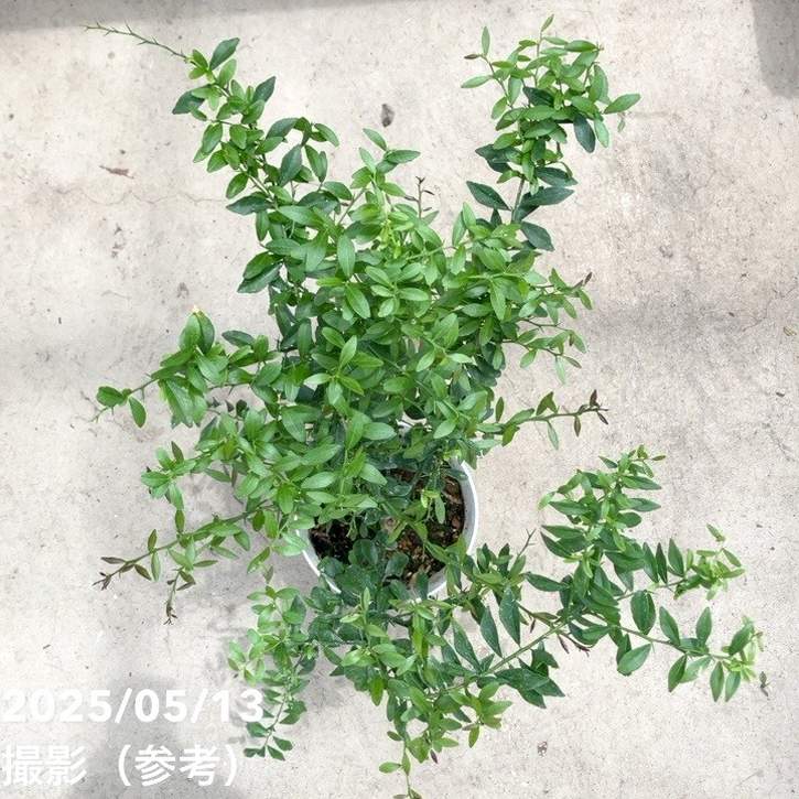 こるふぁーむ フィンガーライム 5号 グリーンクリスタル（代引き不可