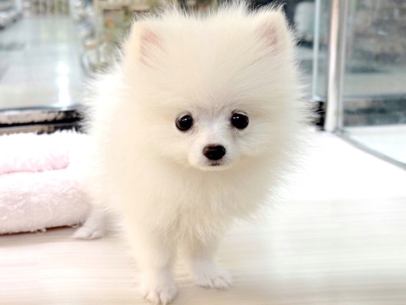 ♡ぽめ様専用♡ ぽめ様専用 ポメ様専用 ぽめぽ