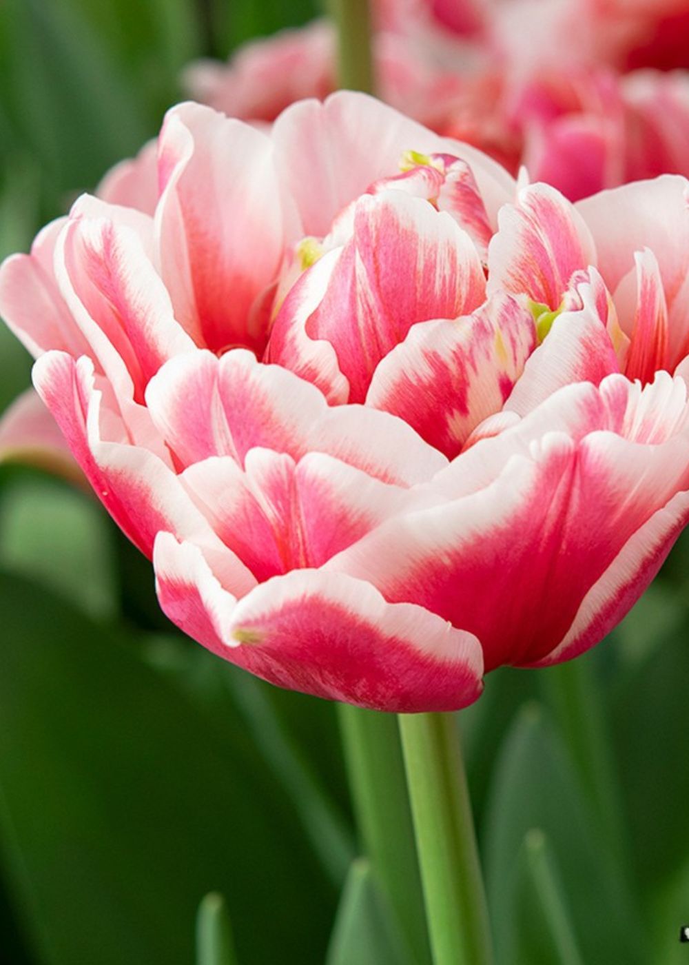 Pre-Cooled Tulip Bulbs In Deep Pink Shades – Bold & Elegant Blooms