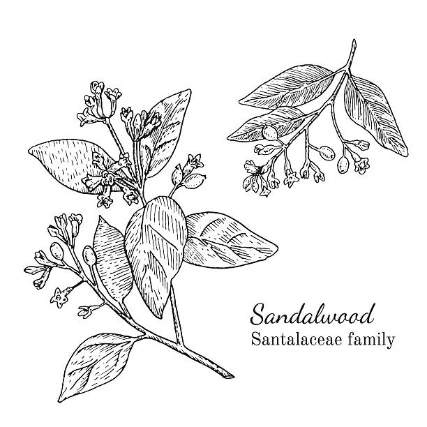 200+ Sandalwood Isolated Stock Illustrations, Royalty-Free Vector