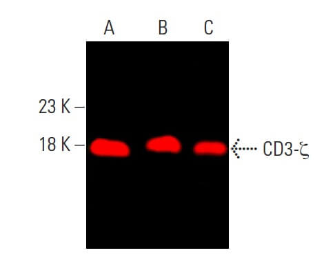 cd3-zeta-antibody-6b10-2-