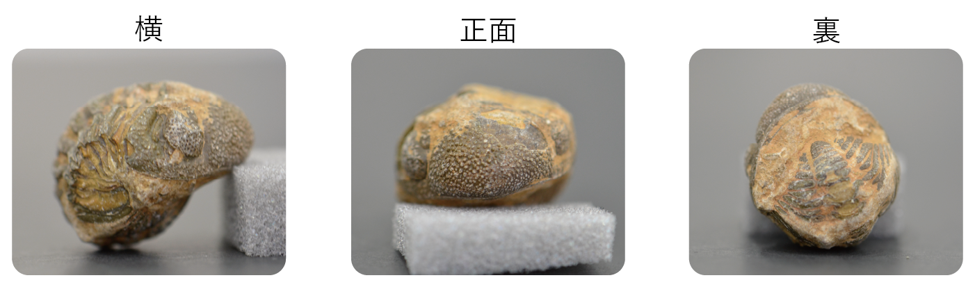 御船町恐竜博物館 | 貸出し化石：No.6_三葉虫（防御姿勢）