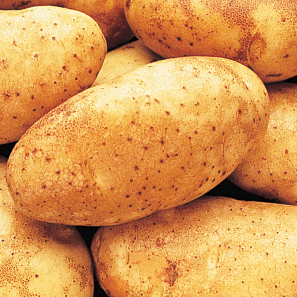 Gurney's Seed and Nursery Burbank Russet Seed Potatoes 2 Lb Bags