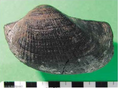 ナノナビス類の化石（白亜紀二枚貝）（060号館蔵品紹介） - 徳島県立博物館