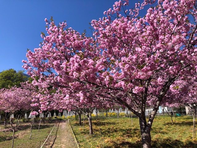 2023年の深山の花園の八重ざくら | 秩父観光なび
