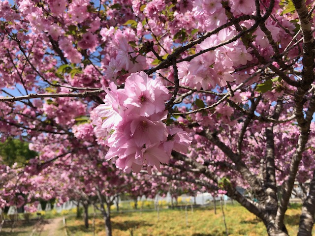 2023年の深山の花園の八重ざくら | 秩父観光なび