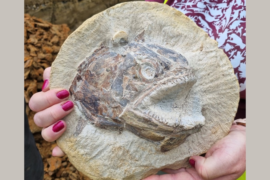 岩から飛び出しそうな「すごく立体的な古代魚の化石」を発見