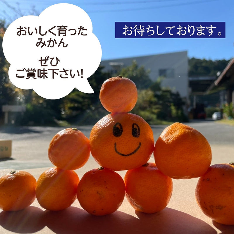 みかん 【昇果園】 S~M 10kg 約100～130個 家庭用 静岡県 浜松市 蜜柑