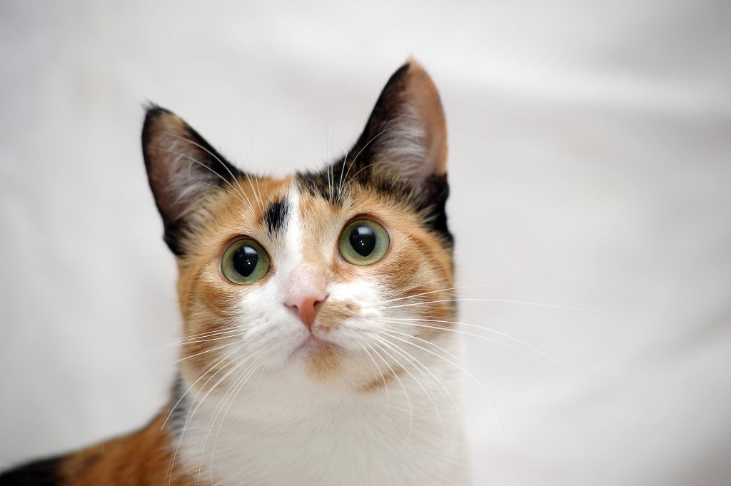 猫の種類は数あれど」三毛猫編 - ピースニャンコ