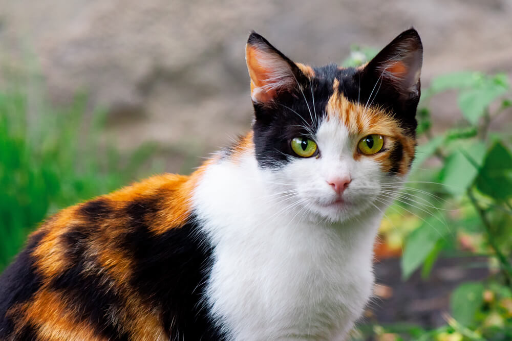 三毛猫の性格、仲良く暮らすポイントとは？ | にゃんペディア