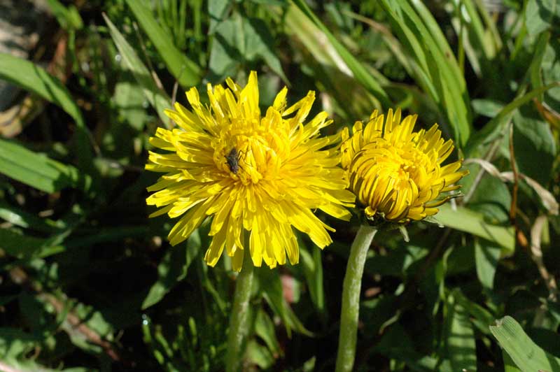 タンポポの綿毛システム（たんぽぽのちえ） | 水戸市大場町・島地区