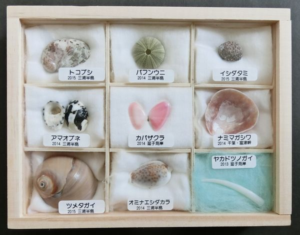 貝殻の標本作り2015…標本箱を変えてみた: あうるの森