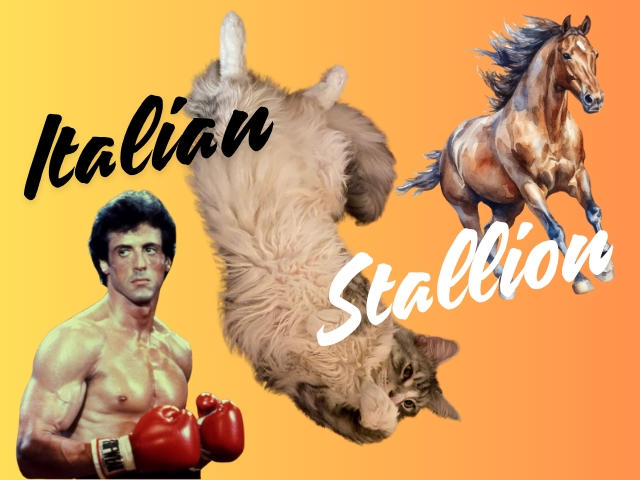 ネコろんで読む英語コラム （9）スタローンの主演映画『ロッキー』に出