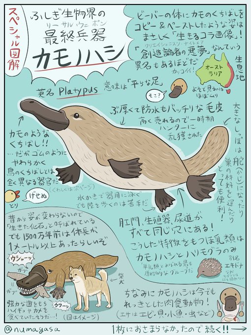 ふしぎ生物界の横綱・カモノハシを「ふしぎだなぁ」で片付けるのも味気