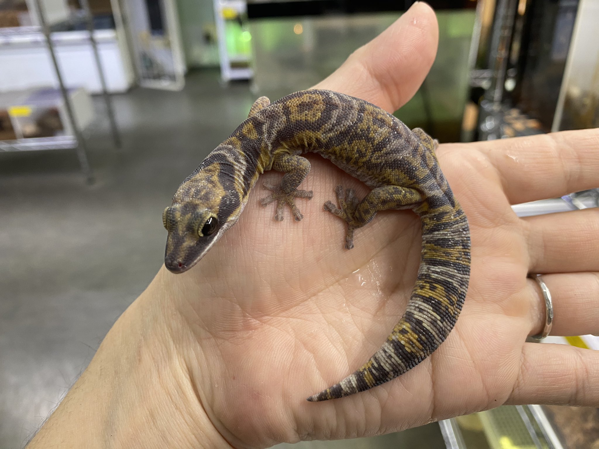 人気種色々！新着樹上棲ヤモリ！！＠みなとペポニ | 名古屋のペット