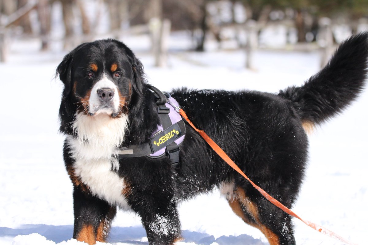 やっぱり雪が似合う✨