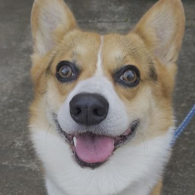 JohnnyTheCorgi🇯🇵 (@CorgiJohnny) / Posts / X