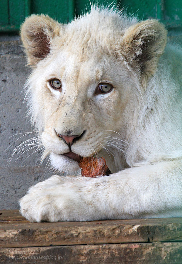 2016.2.27 東北サファリパーク☆ホワイトライオンのポップとライオンの