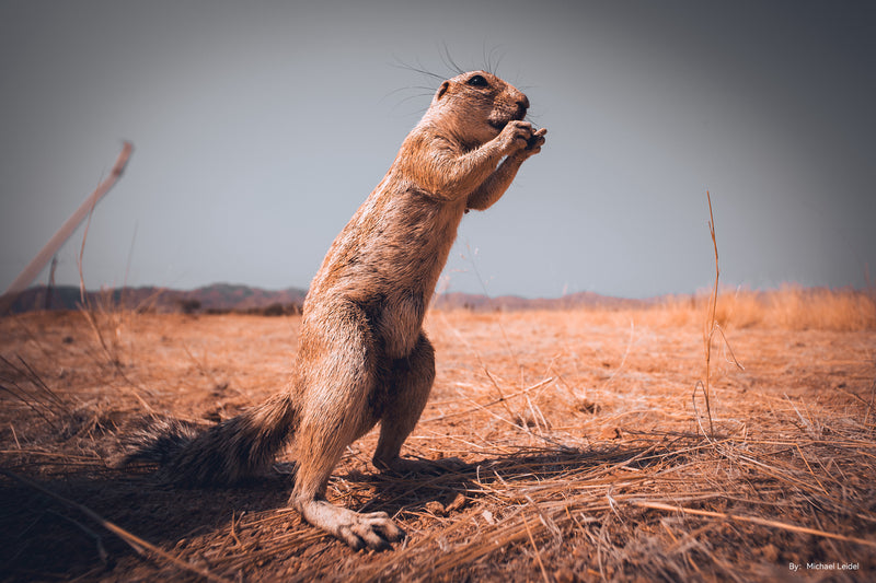 TTArtisan 10mm F2.0 超広角レンズ APS-C 105°画角 ミラーレスカメラ