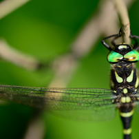 SIGMA(シグマ)のレンズ APO MACRO 180mm F3.5 EX IF HSM [ニコン用] で
