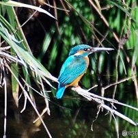 SIGMA(シグマ)のレンズ APO 170-500mm F5-6.3 DG (ﾍﾟﾝﾀｯｸｽ AF) で撮影