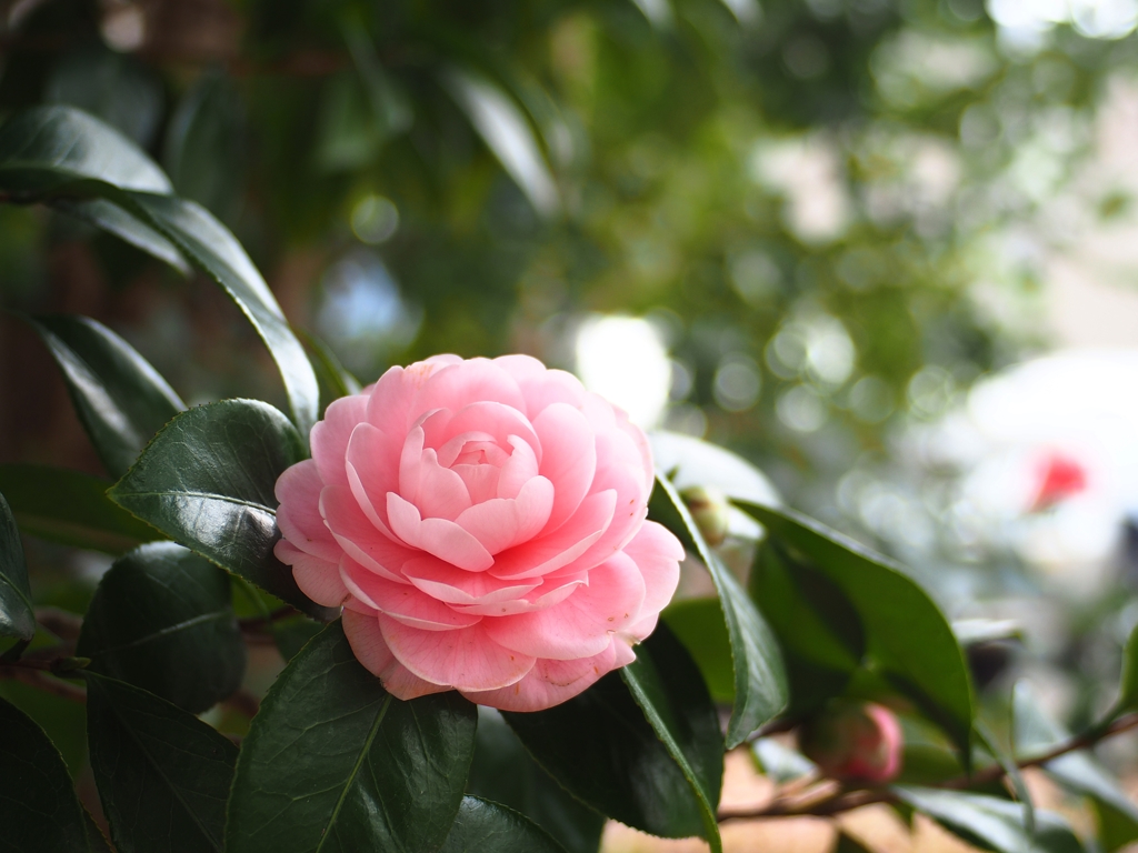 G.ZUIKO AUTO-W 28mm F3.5 開放 by elvis0713 （ID：7449632） - 写真