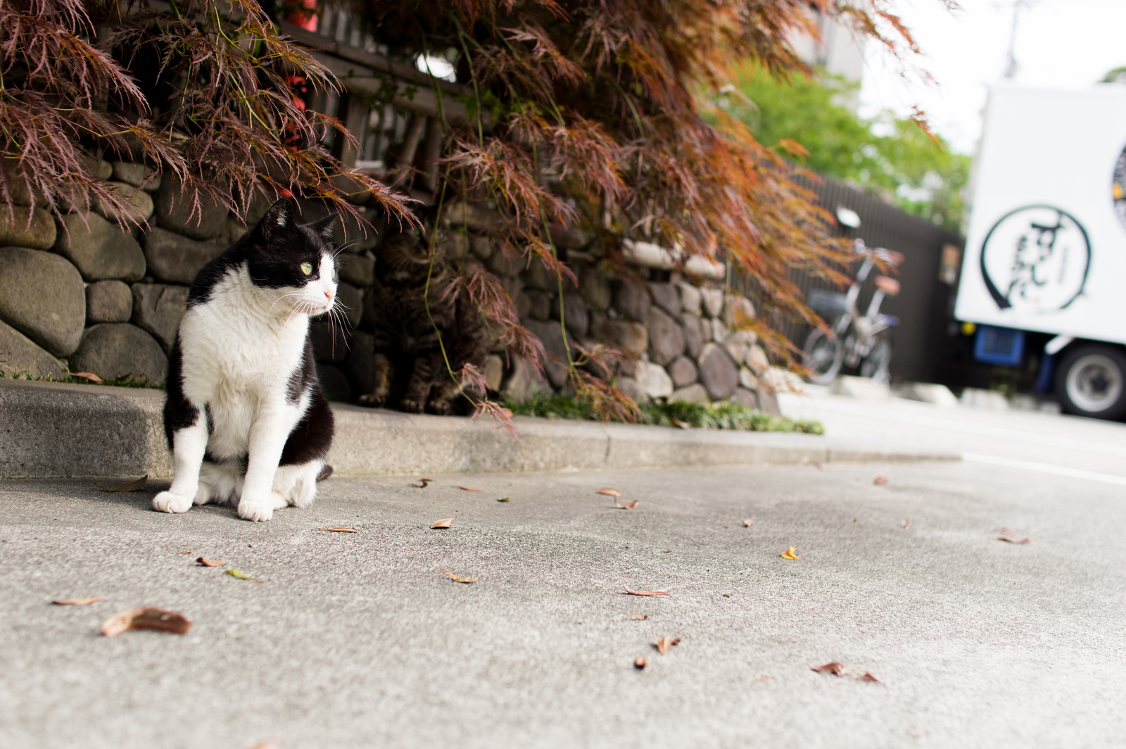 Sigma 30mm F1.4 DC HSM Art - レンズ - pentax memo