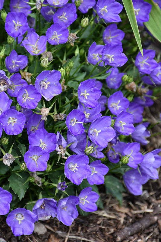 Mini Marvels Midnight Bellflower (Campanula carpatica 'Midnight
