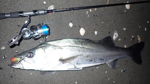 バイトを弾かない」飛距離至上主義へのアンチテーゼ。アングラーが必要