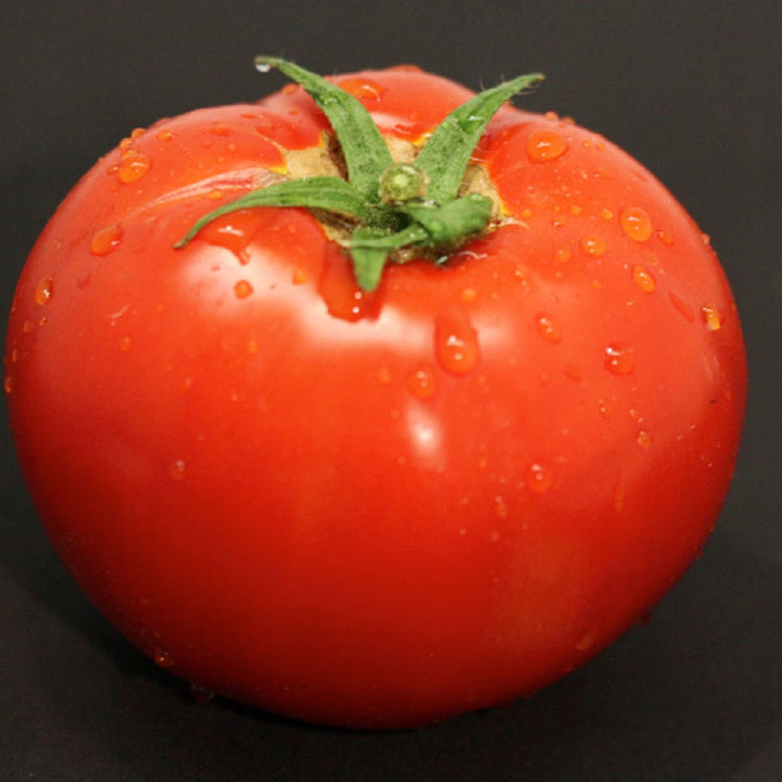 Slicing Tomato | Tempting Tomatoes® Garden Treasure | Proven