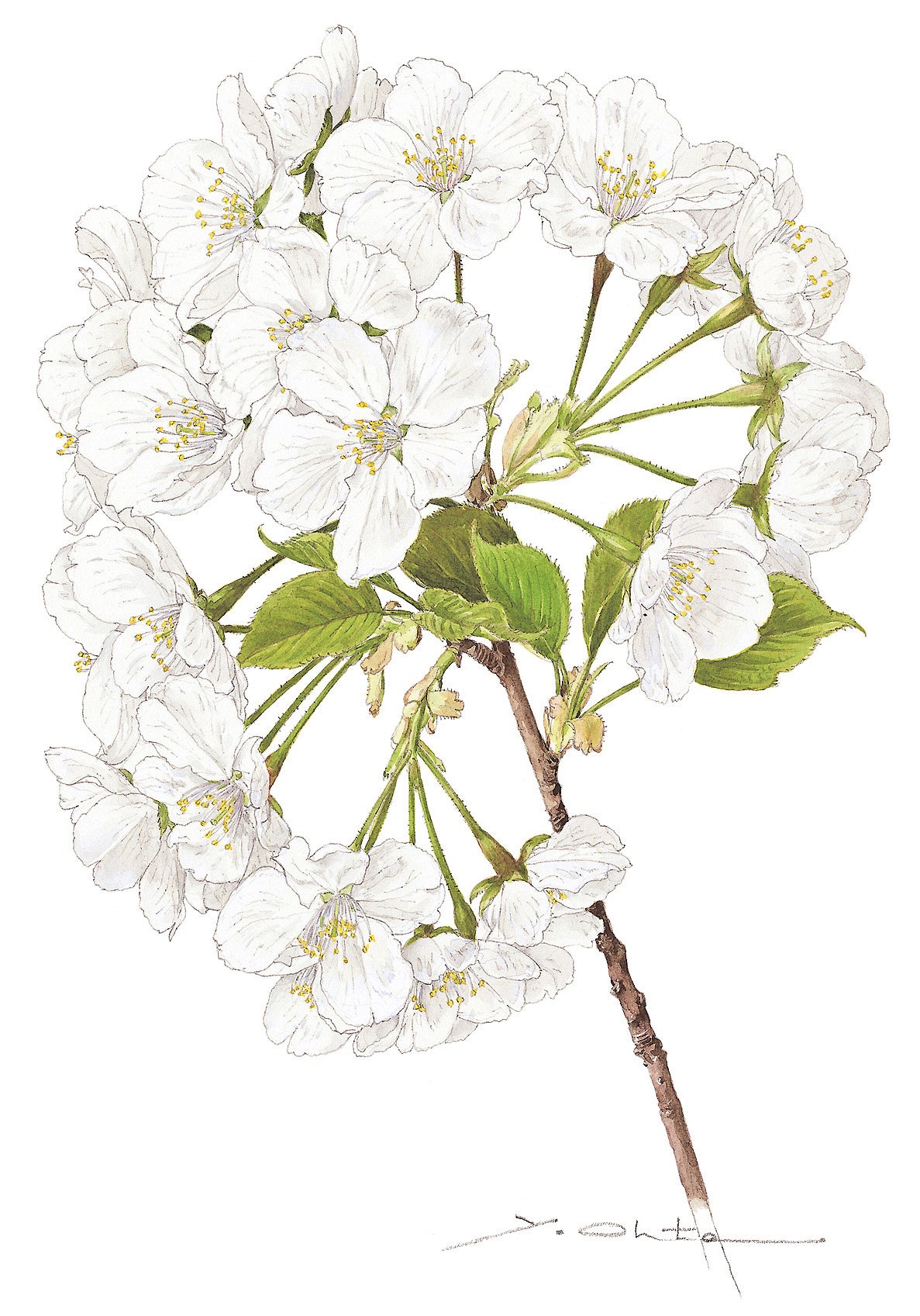 国立科学博物館】企画展「ボタニカルアートで楽しむ日本の桜 －太田洋